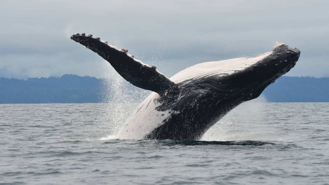 Magallanes reunirá a cerca de 300 científicos de todo el mundo en torno a las ciencias naturales del Hemisferio Sur