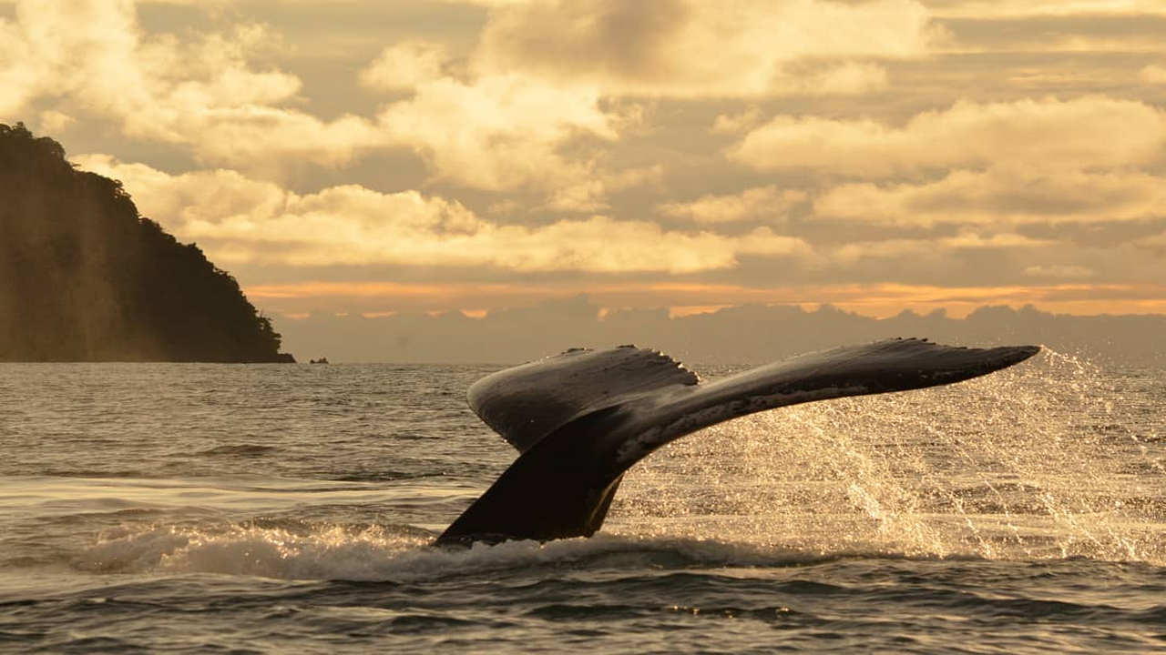 Primera Circular Solamac