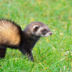 chinchilla vs ferret