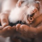 Tips When Buying a Ferret Cage