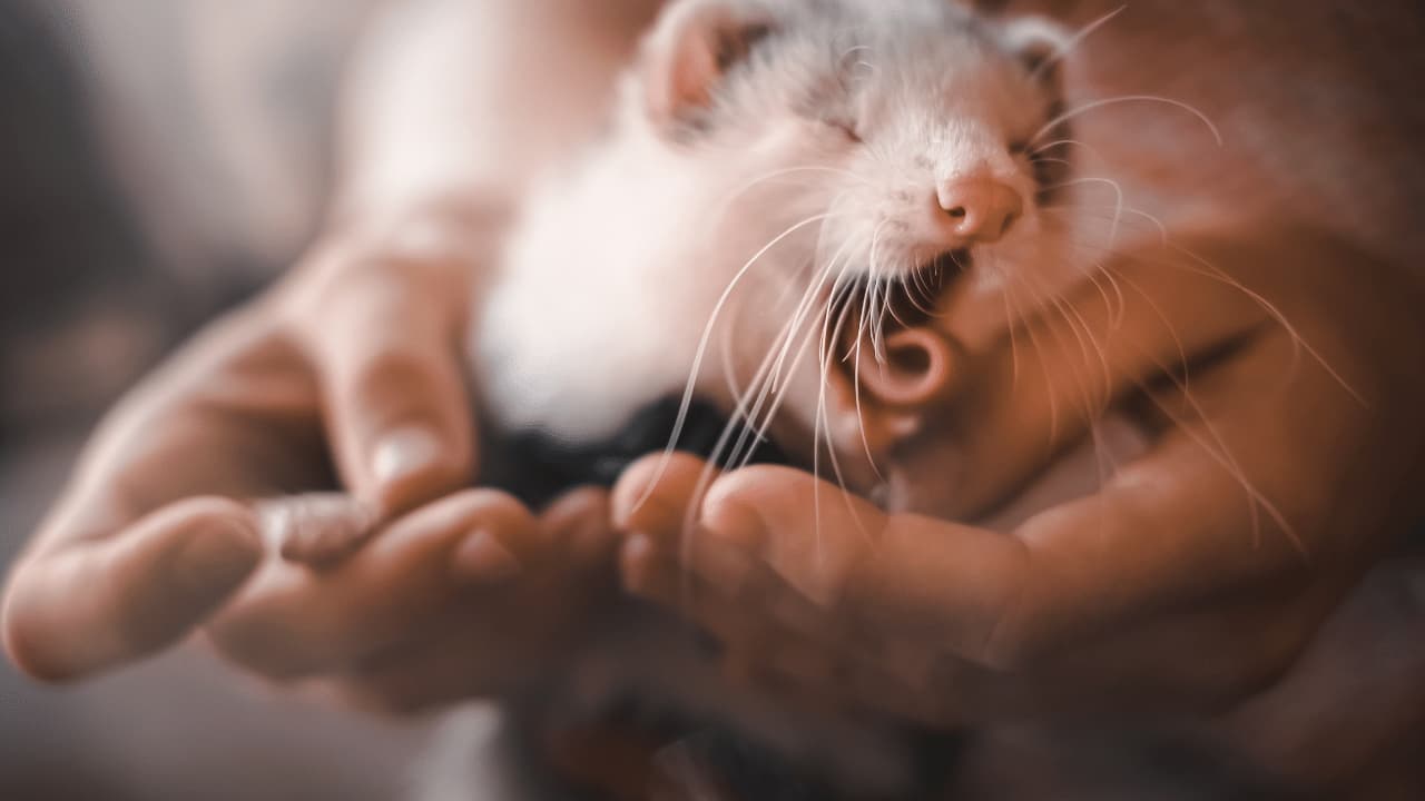 Tips When Buying a Ferret Cage