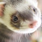 can you feed a ferret guinea pig food