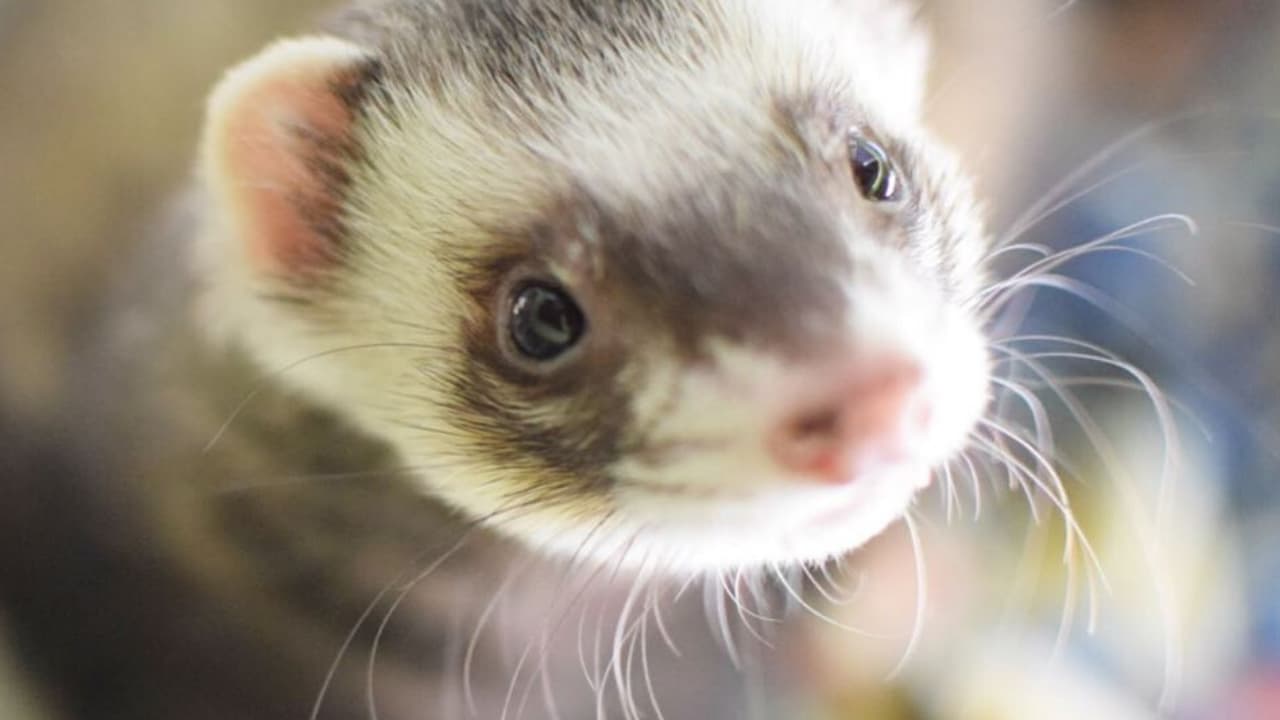 can you feed a ferret guinea pig food