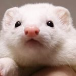 How to Train Your Ferret to Use a Litter Box