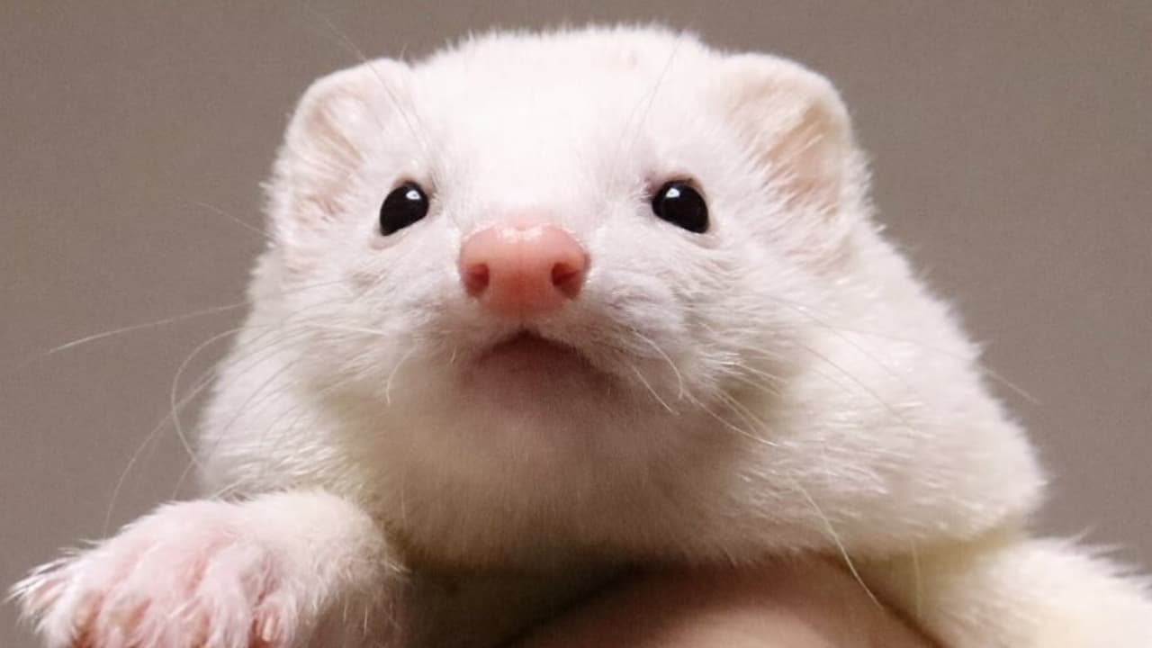 How to Train Your Ferret to Use a Litter Box