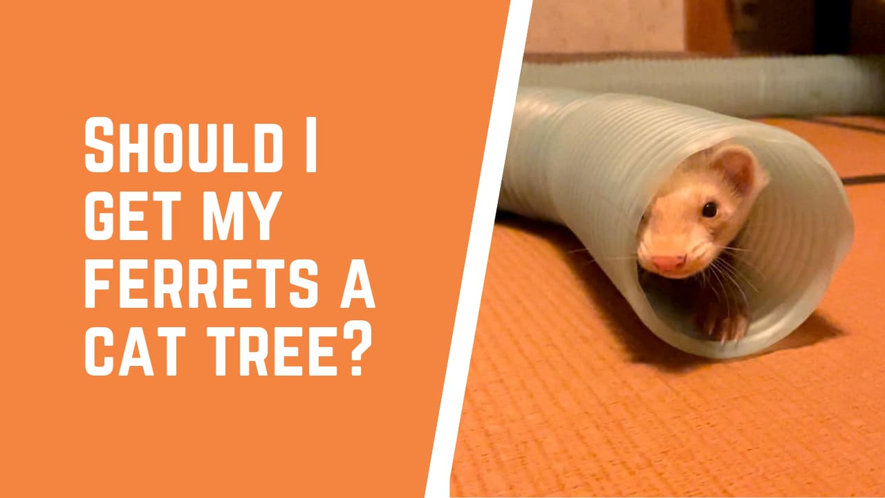 Do ferrets like cat trees?
