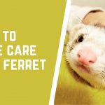 how to take care of a ferret