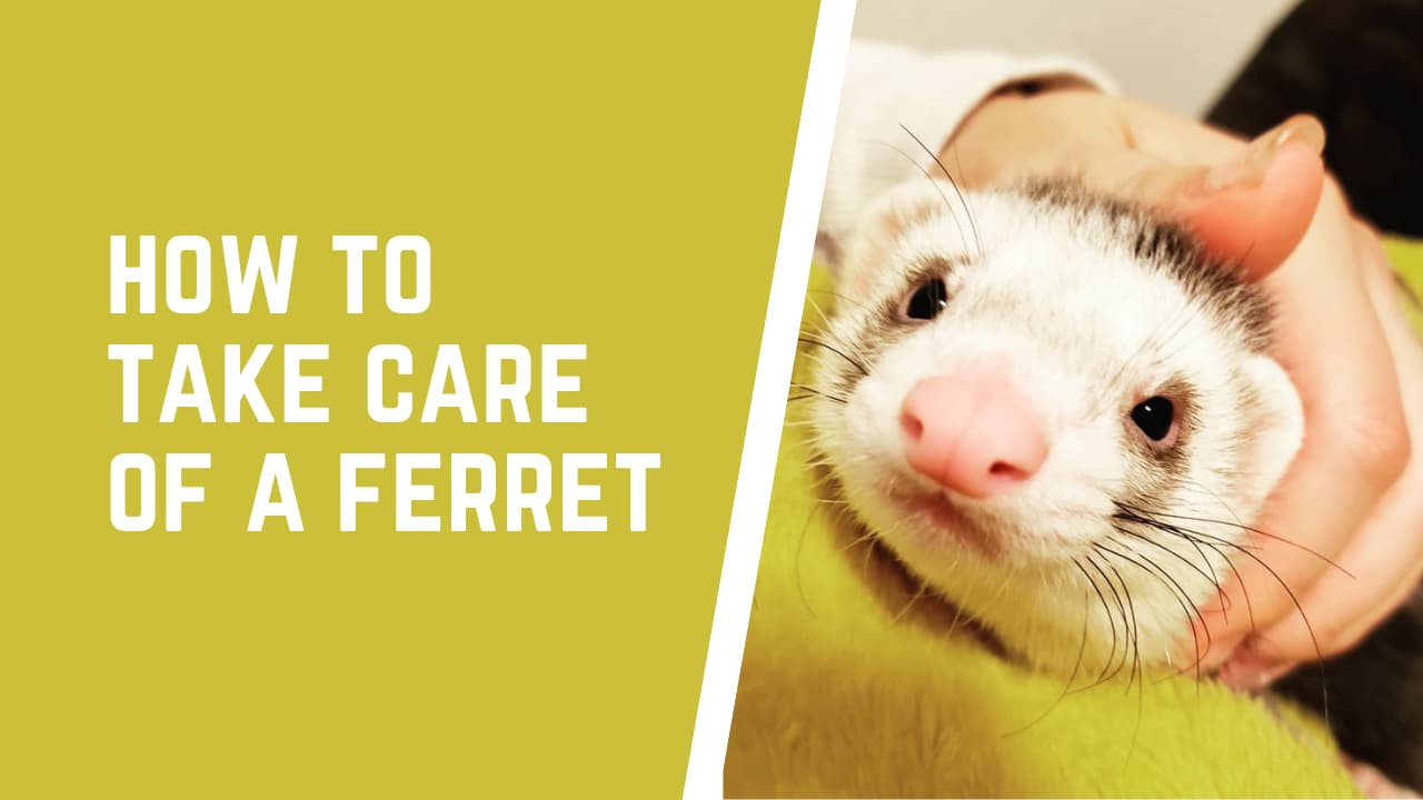 how to take care of a ferret